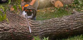 Best Tree Mulching  in Kalamazoo, MI