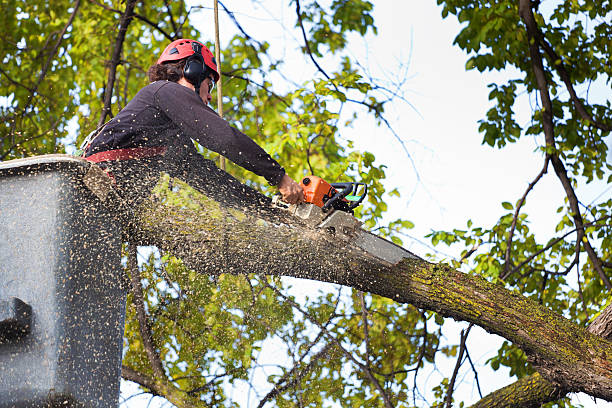 Best Lawn Grading and Leveling  in Kalamazoo, MI