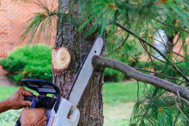 Best Hedge Trimming  in Kalamazoo, MI